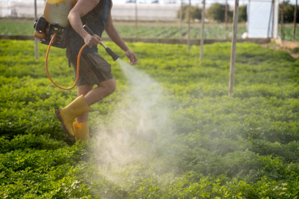 Best Ant Control Services  in Garrett, TX