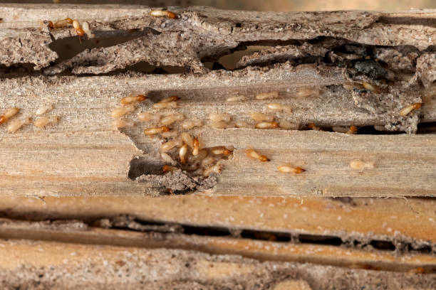 Pest Prevention Services in Garrett, TX